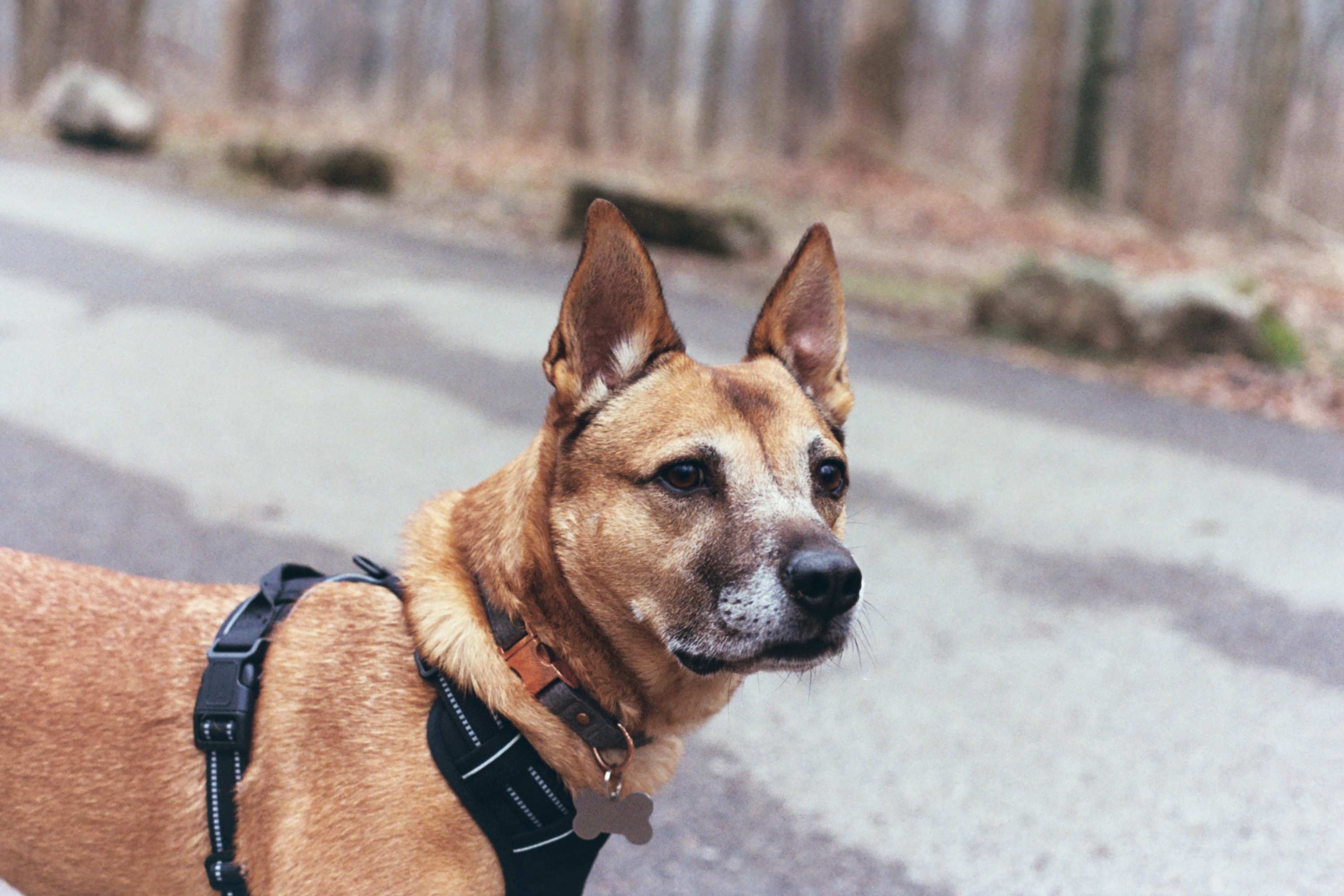 Legal assistant Earl Grey